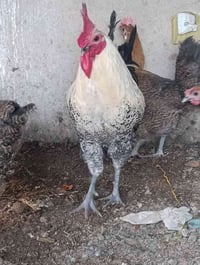 ديج فيومي • فضي • أصلي