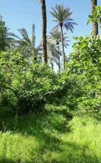 بستان • ملك صرف • دونم فما فوق