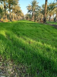 بستان ١٣ دونم • طابو زراعي • أكثر من ٤٠٠ نخيل