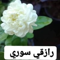 الرازقي • زهرة بيضاء • مشتل سامراء