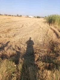 أبو غريب • ٤ دوانم • سند ٢٥