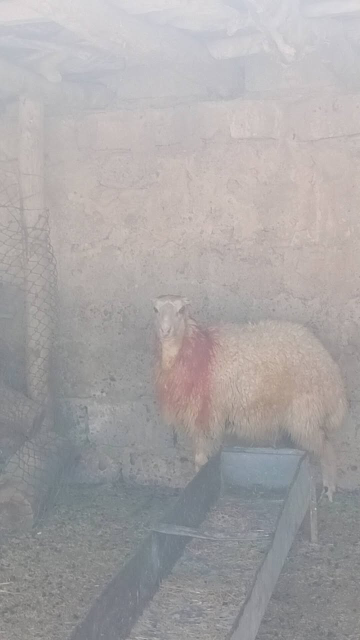 السلام عليكم 
 دجه صرصه  للبيع 
خشف تبارك الرحمن 
خشانه ونصاحه فول 
مكفوله من كل عيب 
مكاني الشرقاط 
***********

