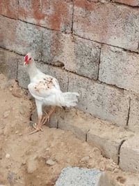 ديوكه • عرب • واتساب
