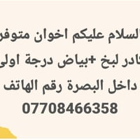 كادر لبخ • بياض درجة أولى • داخل البصرة
