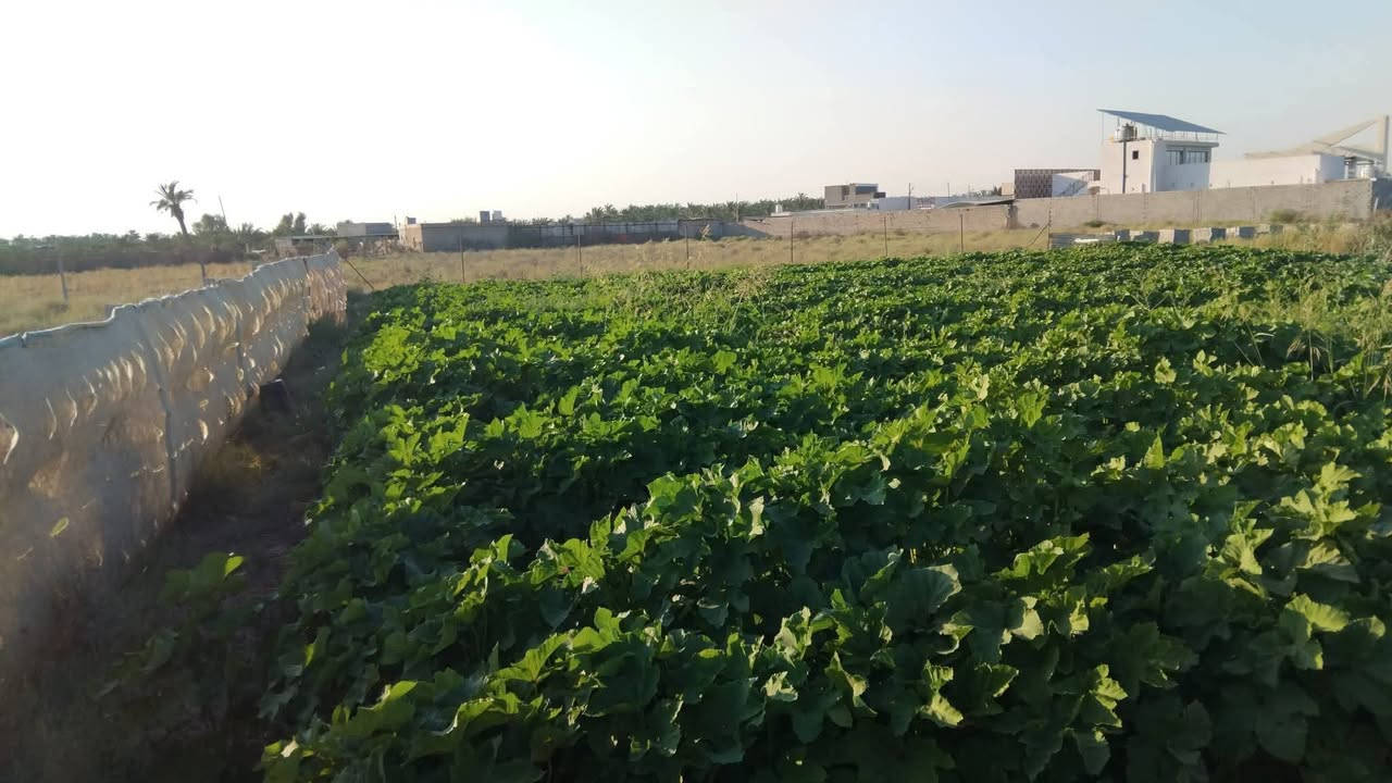 يالله على بركة الله اقرة المنشور قطعة أرض زراعي سند ٢٥ تحويل مباشر مساحتها 1026م واجه 27م نزال 38م قطعة حلوه وعدله ثاني قطعة من الركن ترهم 3قطع على 330م خدمات ماي حلو وكهرباء شارع 10م عنوانه قضاء بلد حولي البعنون خلف معهد القلم حي المستقبل رجاءآ بس الشراي يتصل ***********
@إشارة
