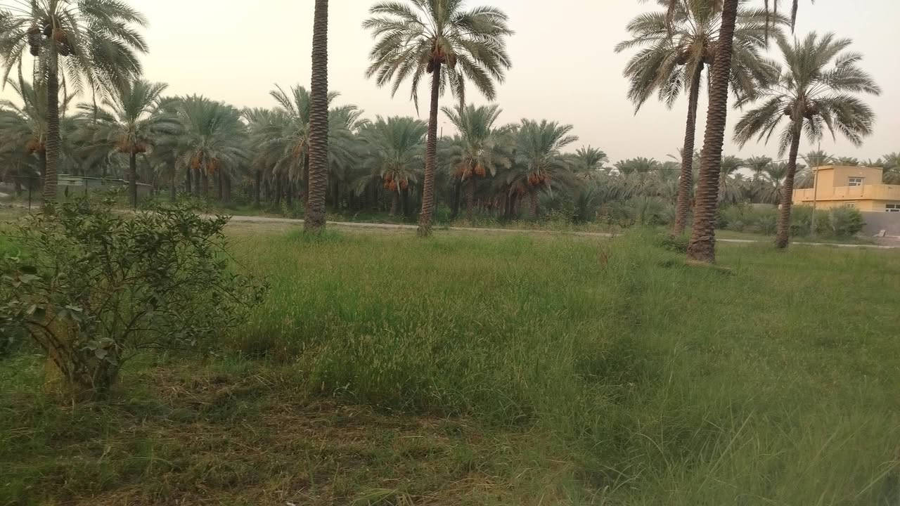جوميسه غربيه • دونم وربع • نخل وحمضيات