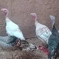 نثايات فسيفس • ٦ قطع • توصيل