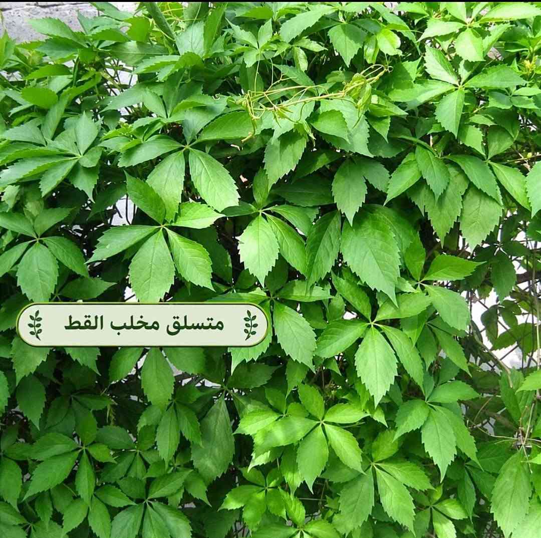 متسلقات • متنوعة • توصيل لكل المحافظات
