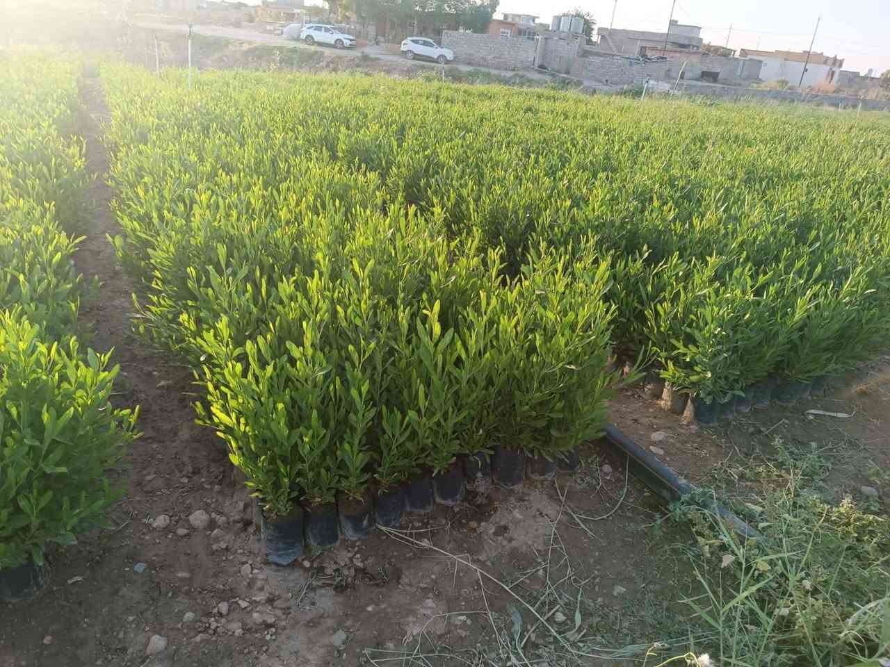 السلام عليكم
متوفر ددونيا جملة فقط
العدد 70 الف
السعر 350 دينار
العنوان الموصل سد بادوش
***********
***********
