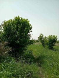 ٩٠٠م • سند 25 • فسائل برحي
