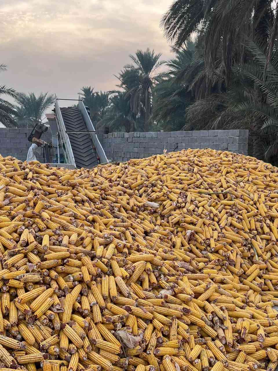 ذرة مجروش • درجة أولى • بابل الحمزه الغربي
