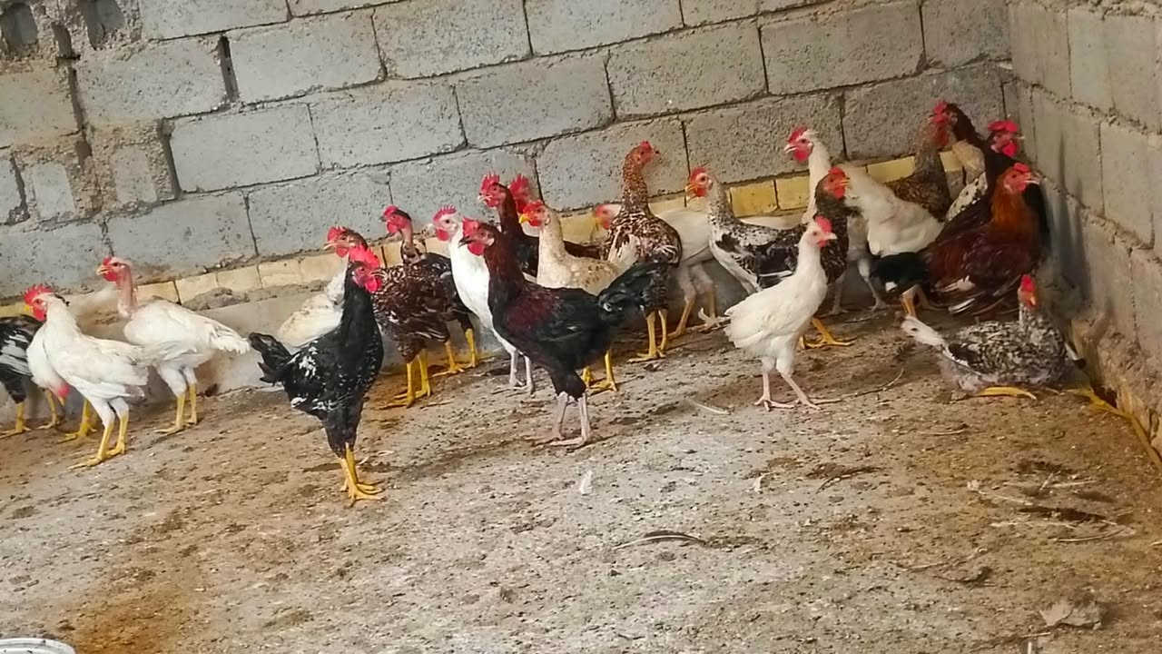 ديوكه • ٣٠ تك • تفاصيل بالتعليقات