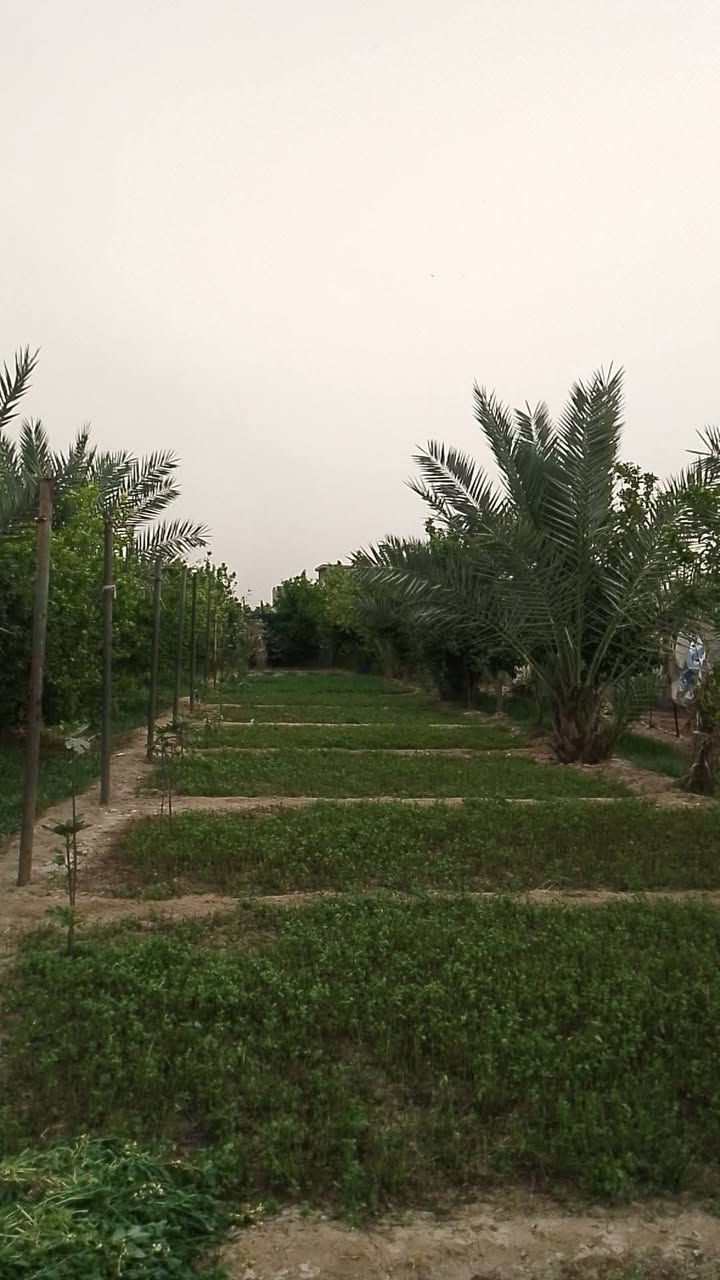 السلام عليكم عن رخصة الادمن نصف دونم مبستن يحتوي على حمضيات وتفاح ونخل مع دار بناء حديث طابوق يحتوي على غرفتين منام نظام سويت مع مطبخ واستقبال وحولي طابق واحد عقد 35 بغداد الانتصار الشارع الرابط بين السيلاوي والمراسمة  للاستفسار الاتصال برقم لايتواجد على الفيس ***********

