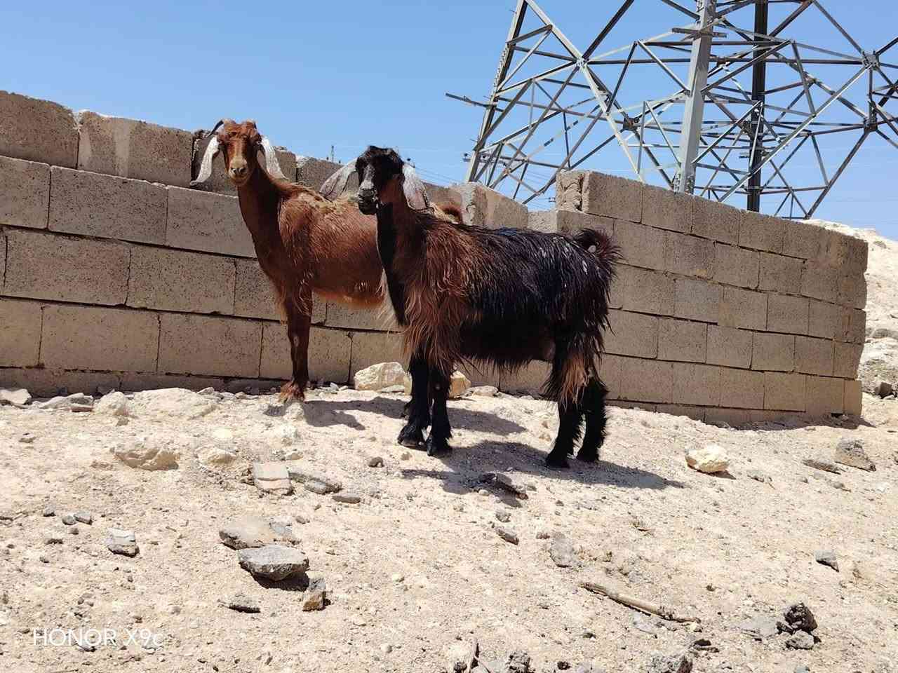 بسم الله تبارك الرحمن ♥
ماشالله يأخوان ليشوف لحلال يذكر الله ويصلي ع نبي 
متاح زوج جذاع لجبات وحليب ومعشرات جذاع فول خشان مال بيت معالفات ماشالله عليهن تبارك الرحمن ♥شرط نصاح سن وشطر وعلاكل عيب سعر زوج«485» مكان الانبار حديثه توصيل موجود حسب لاتفاق «***********»واتساب موجود
