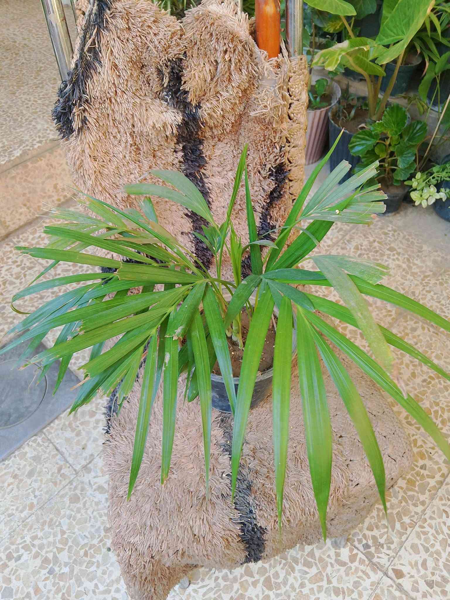 متاح نباتات حجم صغير ب 3 واكو حجم كبير ب 5 و7
