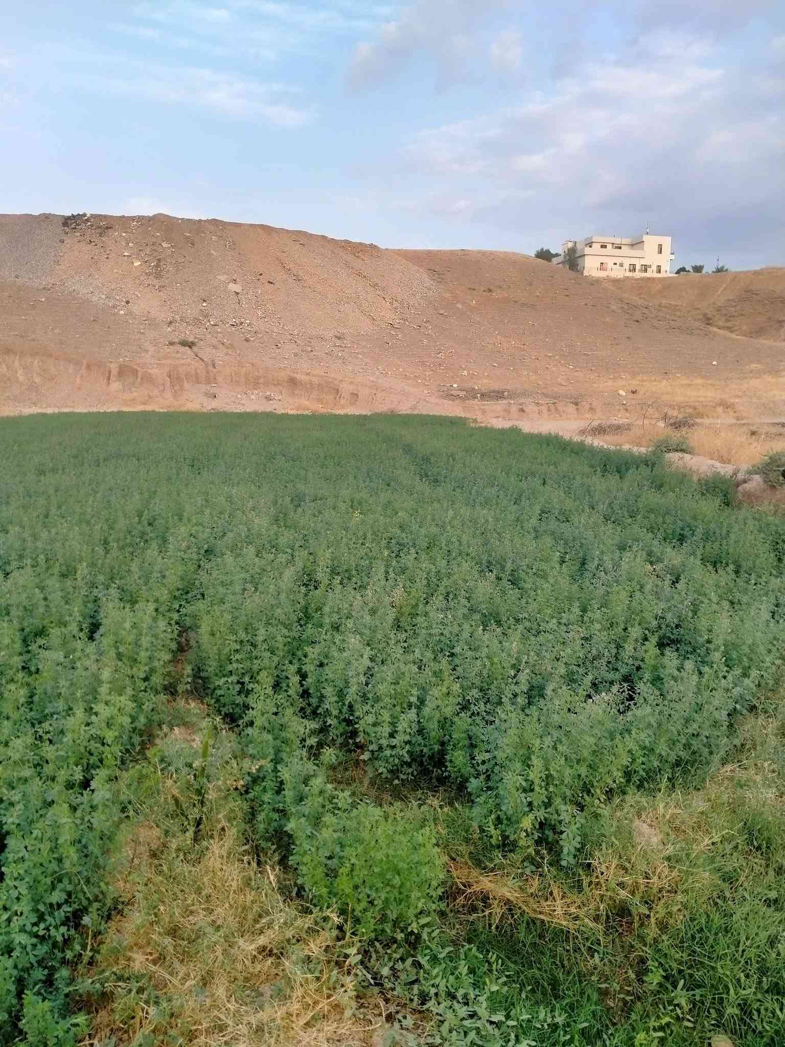 حشيش جت • عراقي • درجة أولى