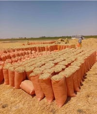 تبن • كيس أبو ٦٠ • توصيل محافظات