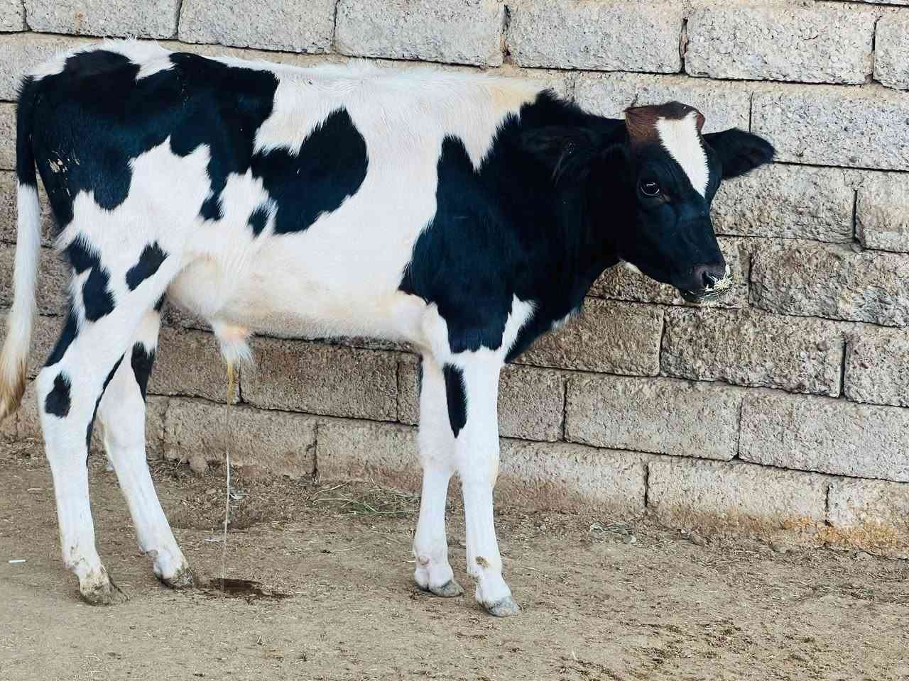 فريزي زراعي • ٨اشهر • صلاح الدين الشرقاط