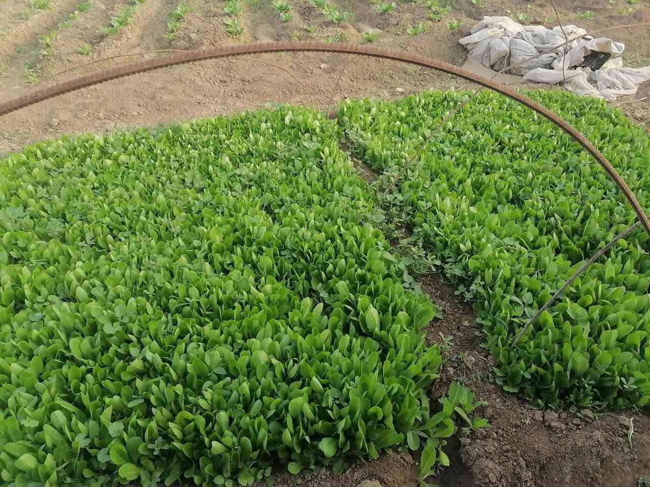 خس دايت • جاهزة شتلات • للبيع