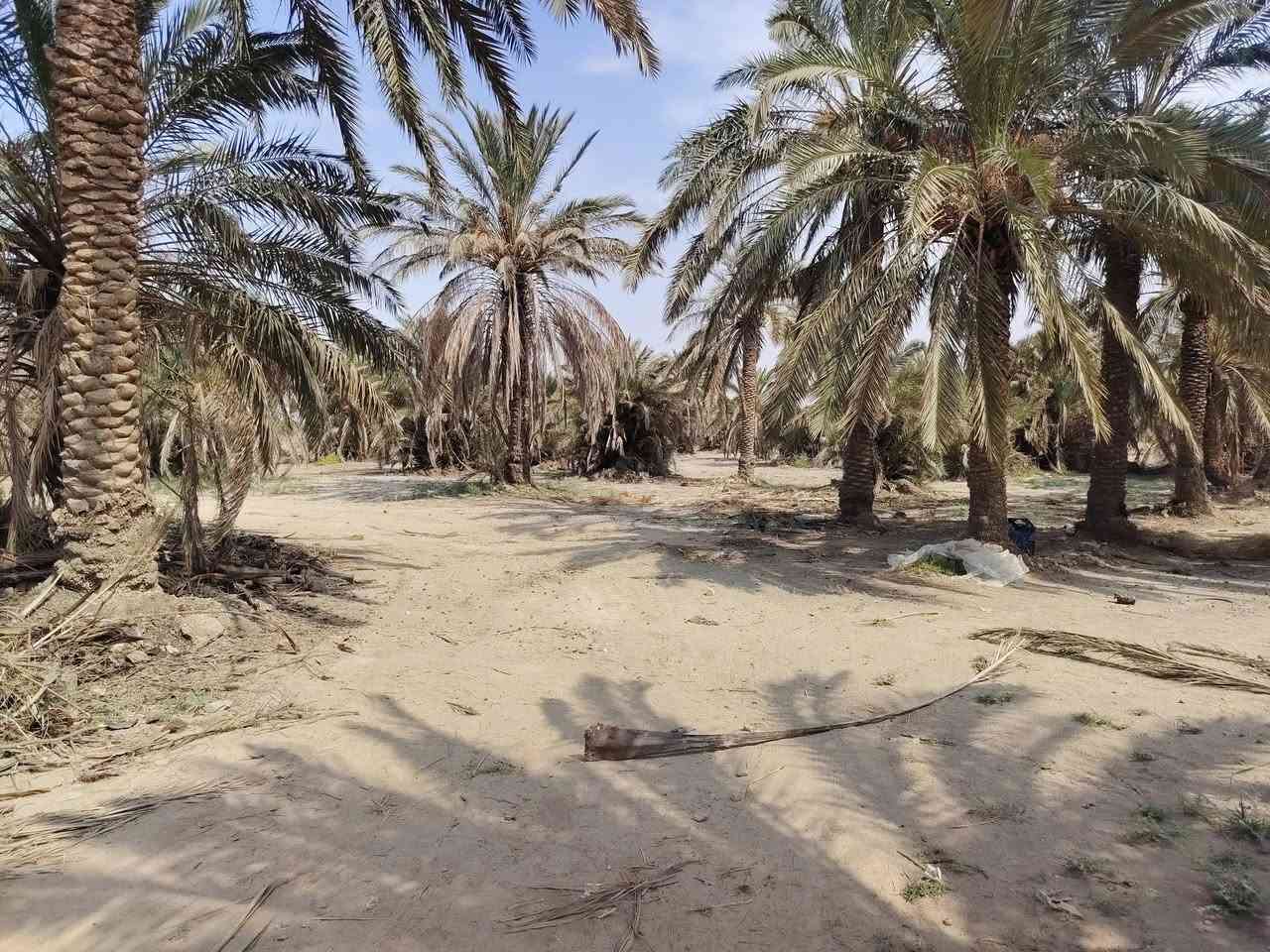 سلام عليكم بستان طابو 25تحويل بل اسم معه بيت 300بنا جديد منطقه المزبانيه على شط ال استفسار على رقم ***********( ***********
