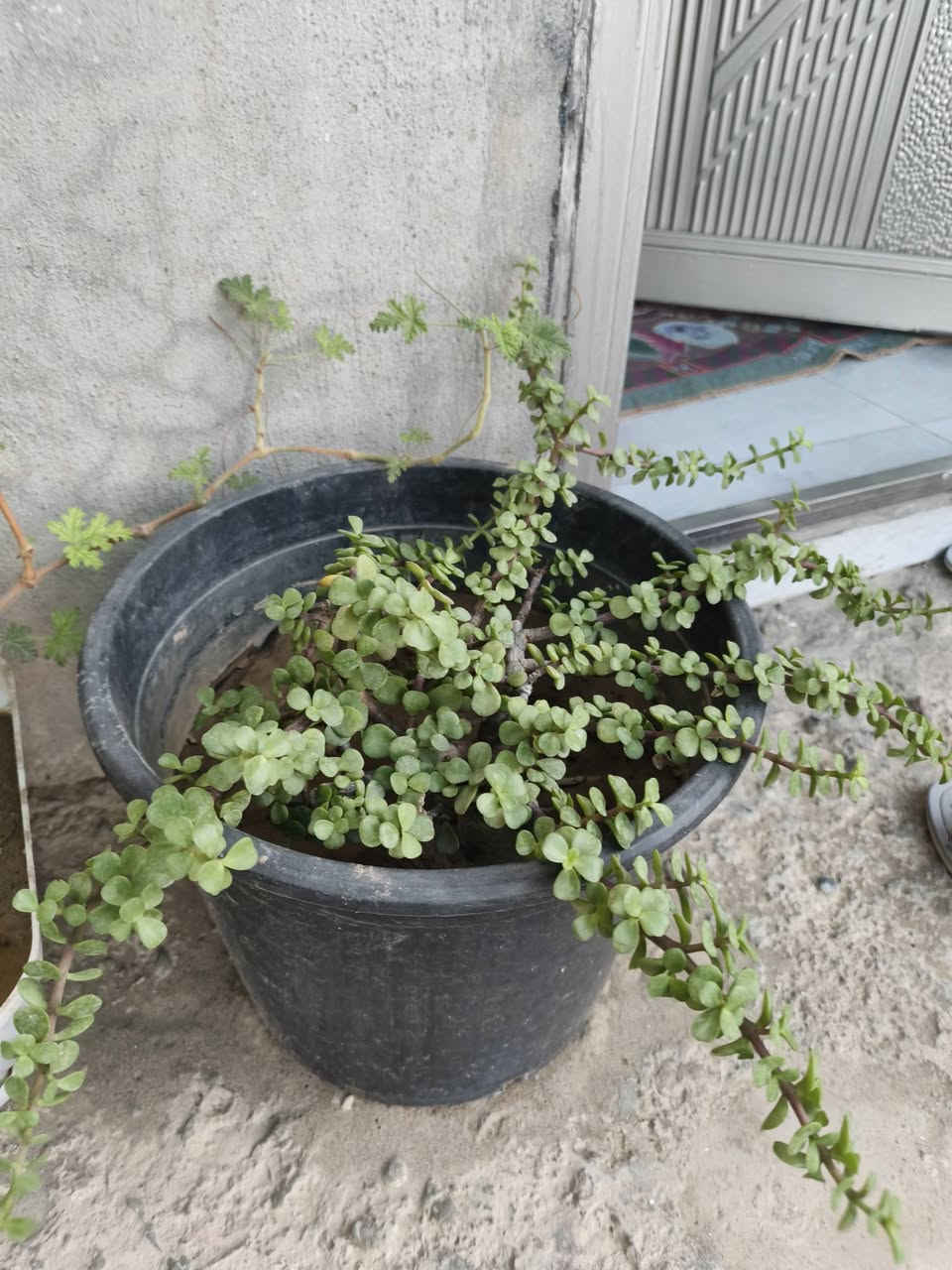 *🌿 نباتات زينة للبيع - كركوك 🌿*

السلام عليكم، عندي مجموعة نباتات زينة جميلة للبيع، كلها نظيفة ومهتم بيها، مناسبة للبيت والحديقة والبلكونة:
أسعار قطعة مناسبه 3000 ألف 
مكان كركوك دروازه 
***********
***********

نص مكتوب في الصور:
- نباتات زينة للبيع - كركوك - اسعار مناسبة - يوجد توصيل