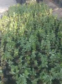 شتلات نبك • جاهز للشتال • واتساب