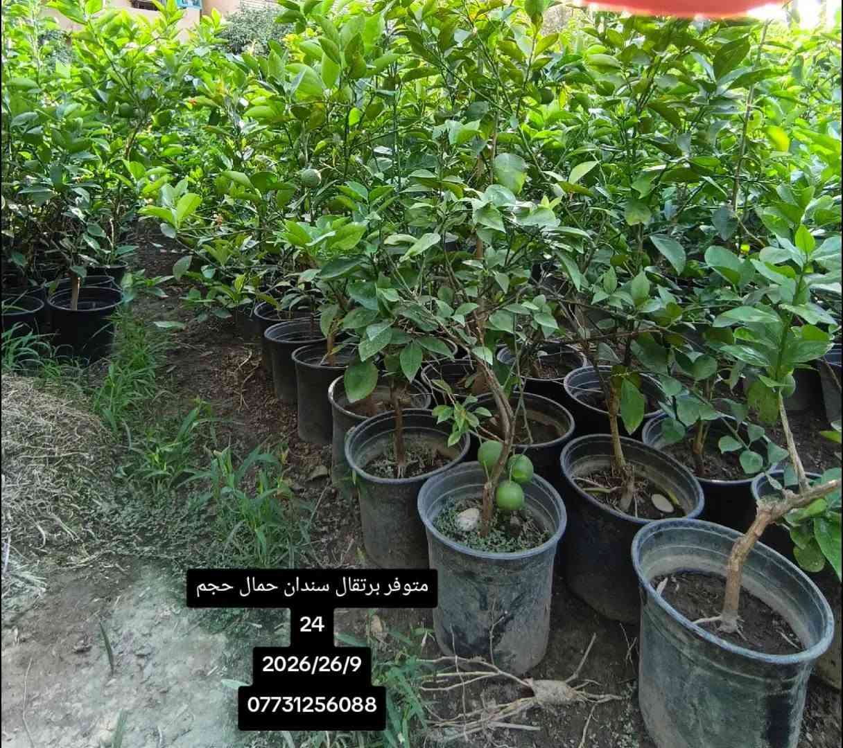حمضيات • برتقال سندان • نارنج كيس