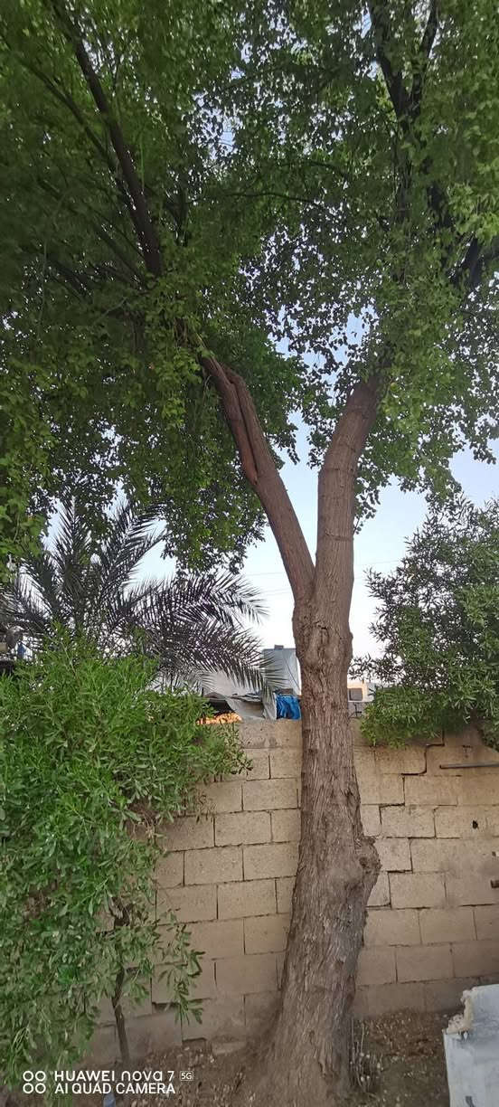 ألسلام عليكم عندي هاي الشجره اتفيد جماعة الفحامه وأهل مساكف الي يريده يجي يشوفهه ونتفاهم عليهه للاستفسار ***********
