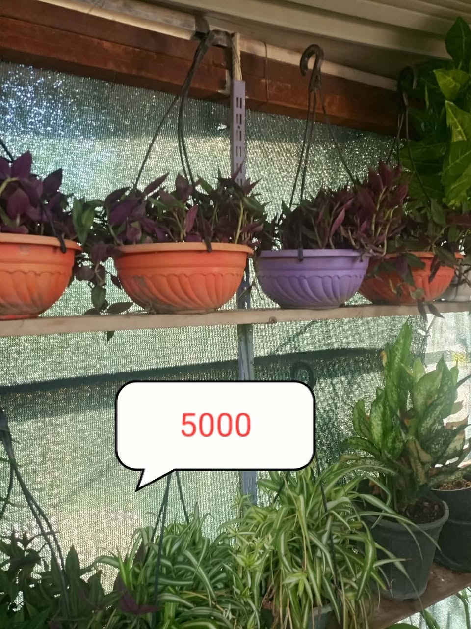 🌿 مشتل الجمعية 🌿
🌱 تم بعون الله تعالى وصول وجبة جديدة من النباتات الظلية 🌱

🌿🌿 متوفر لدينا تشكيلة متنوعة من النباتات 🌿🌿
📍 العنوان:
الدجيل – الجمعية – خلف الدفاع المدني

📞 للاستفسار والحجز:
***********
📱 واتساب متوفر

🚚 توجد لدينا خدمة توصيل داخل الدجيل
