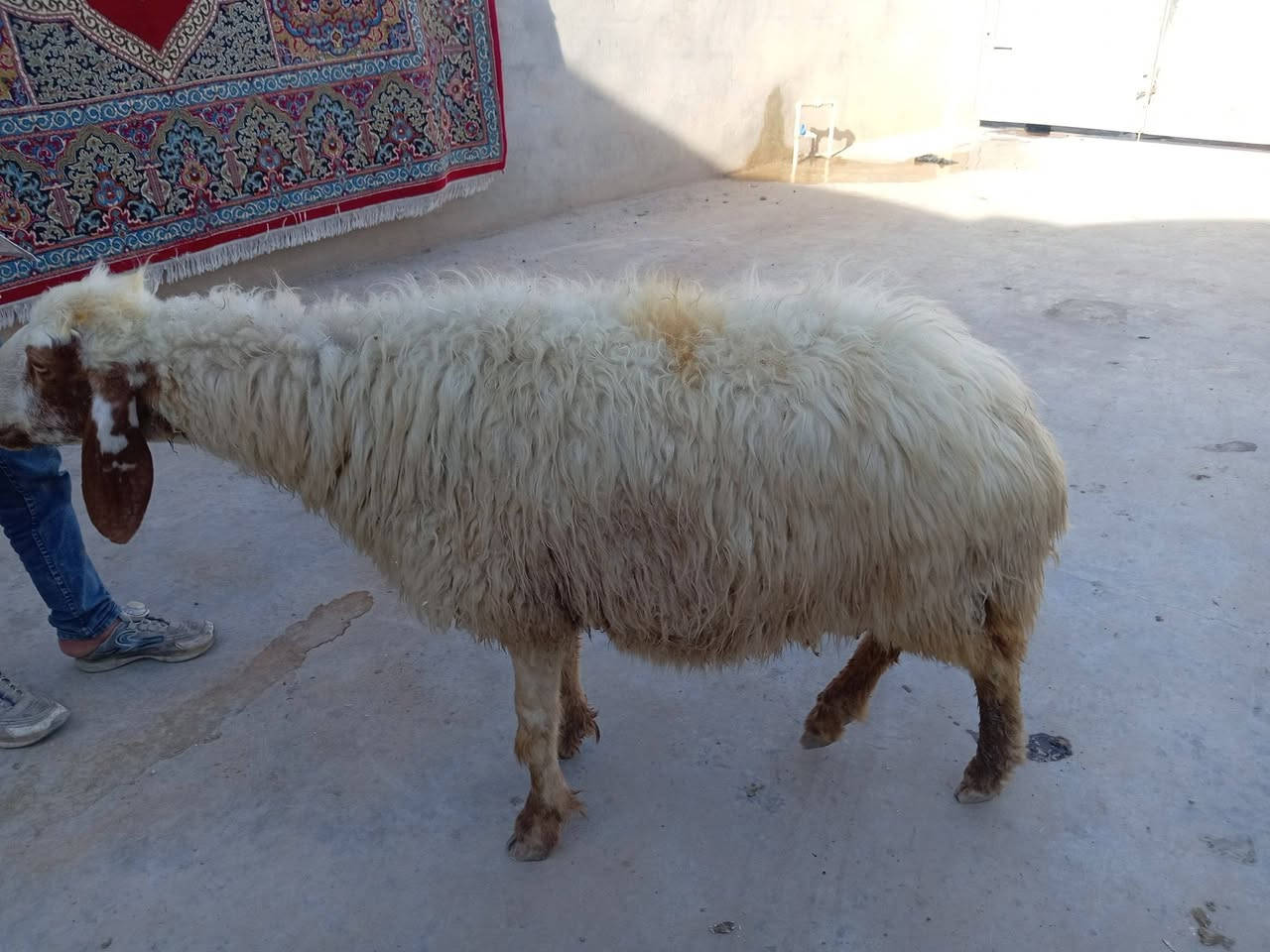 نعجه • سنه نضيف • موصل الأيمن