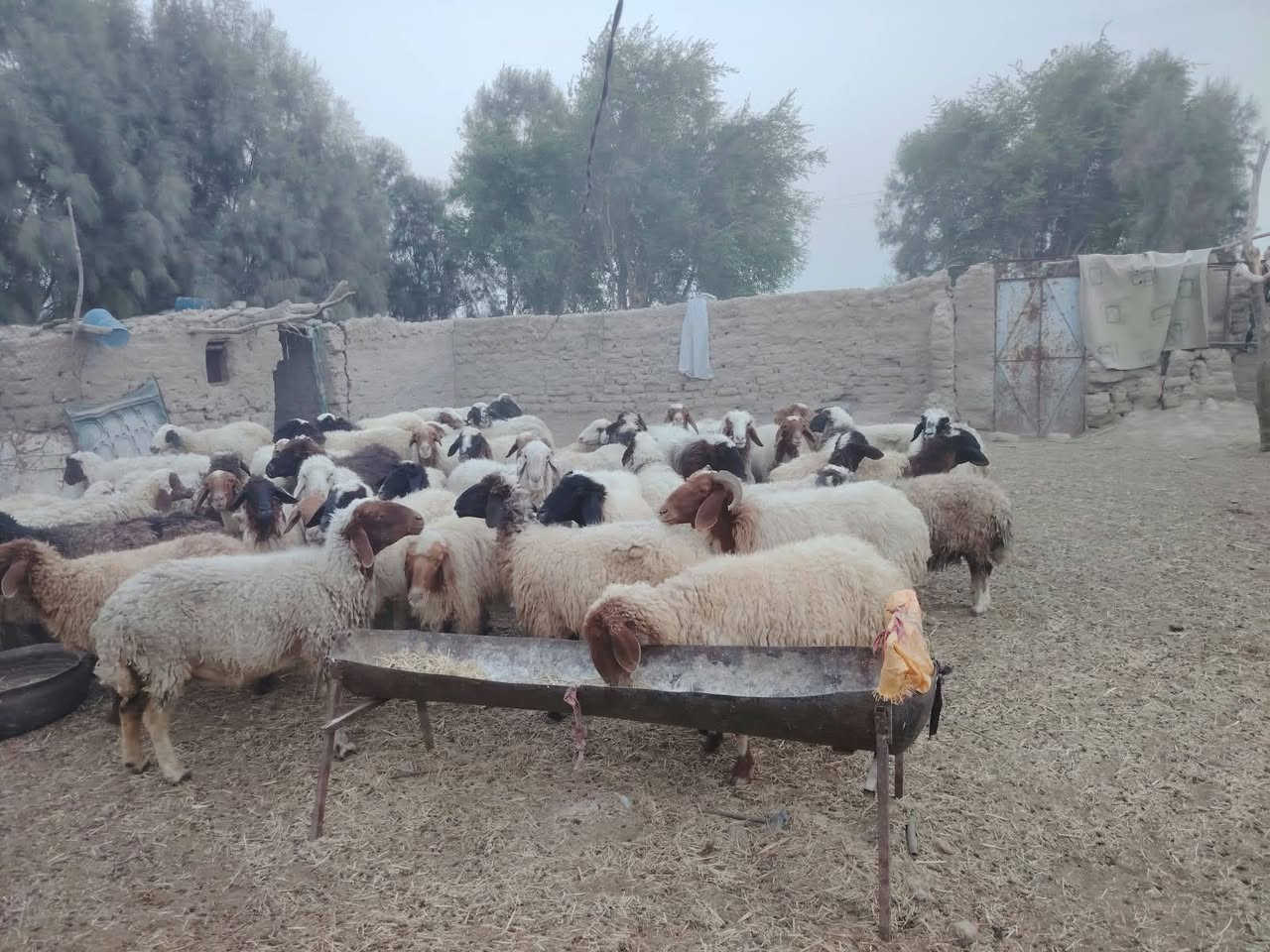 نعجات • ٦٠ راس • الدوانيه الشافعيه