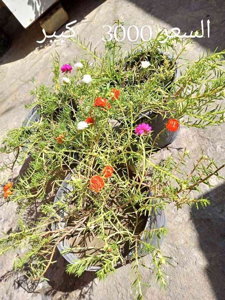 ورد الصباح
احجام: صغير/وسط/كبير
الوان مشكل
 الاسعار داخل الصور 
متوفر توصيل داخل الصويره 
الحجز للمراسله او الاتصال على الواتساب ***********

نص مكتوب في الصور:
- وسط السعر 2000 صغير السعر 1000
- السعر 3000 كبير