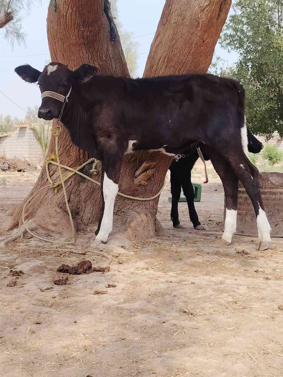 دابه هولندية • حامل شهرين ونص • تحلب