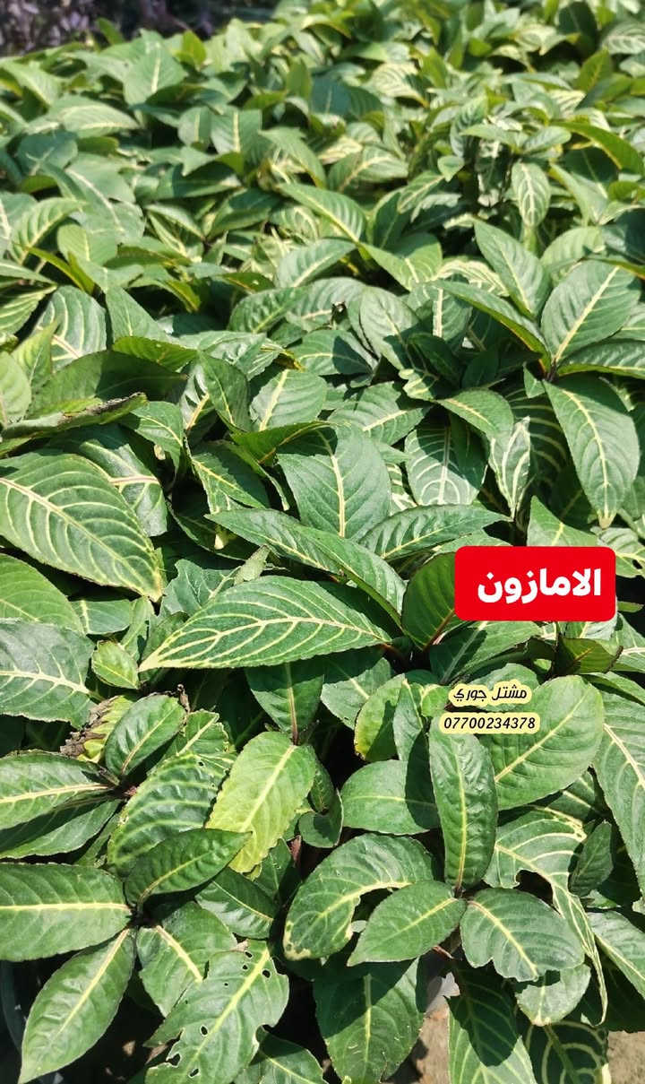 #على_بركة_الله_وتوفيقه 🌳🌳
وصول وجبة جديدة و مختلفة من النباتات الخارجية الازهار متسلقات واشجار دائميه 🌳🍂

بانسب الاسعار و افضل الانواع 👍🌳❤️

مشتل جوري 🌳🌳

للأستفسار مراسلة الصفحة أو الاتصال على الرقم *********** + واتساب 

زورونا على عنواننا التالي 🍂🍂
صلاح الدين المجمع الدور السكني سوق الرابع
 مقابل مدرسة الريان // شارع قبل مدخل المدير العام 🌳🌳
