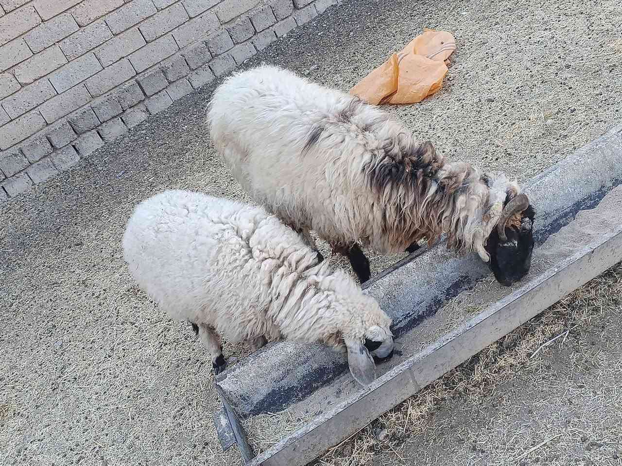 أم مرضعة • ١٣ شهر ونص • بيجي