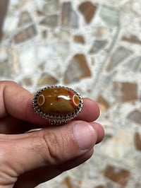محابس • نوادر • بغداد الحبيبيه