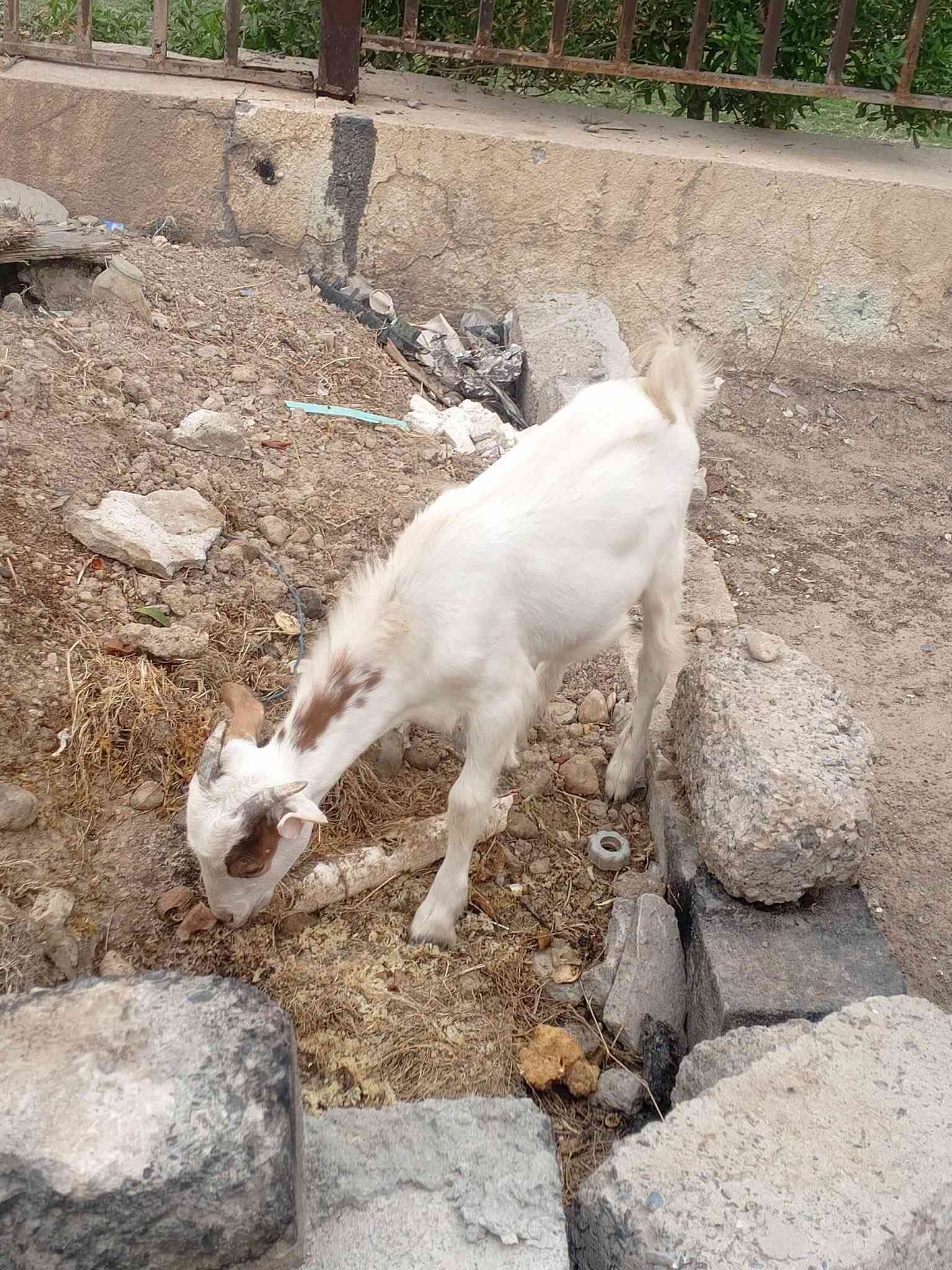صخل مال ربط • سعر مناسب • تكريت