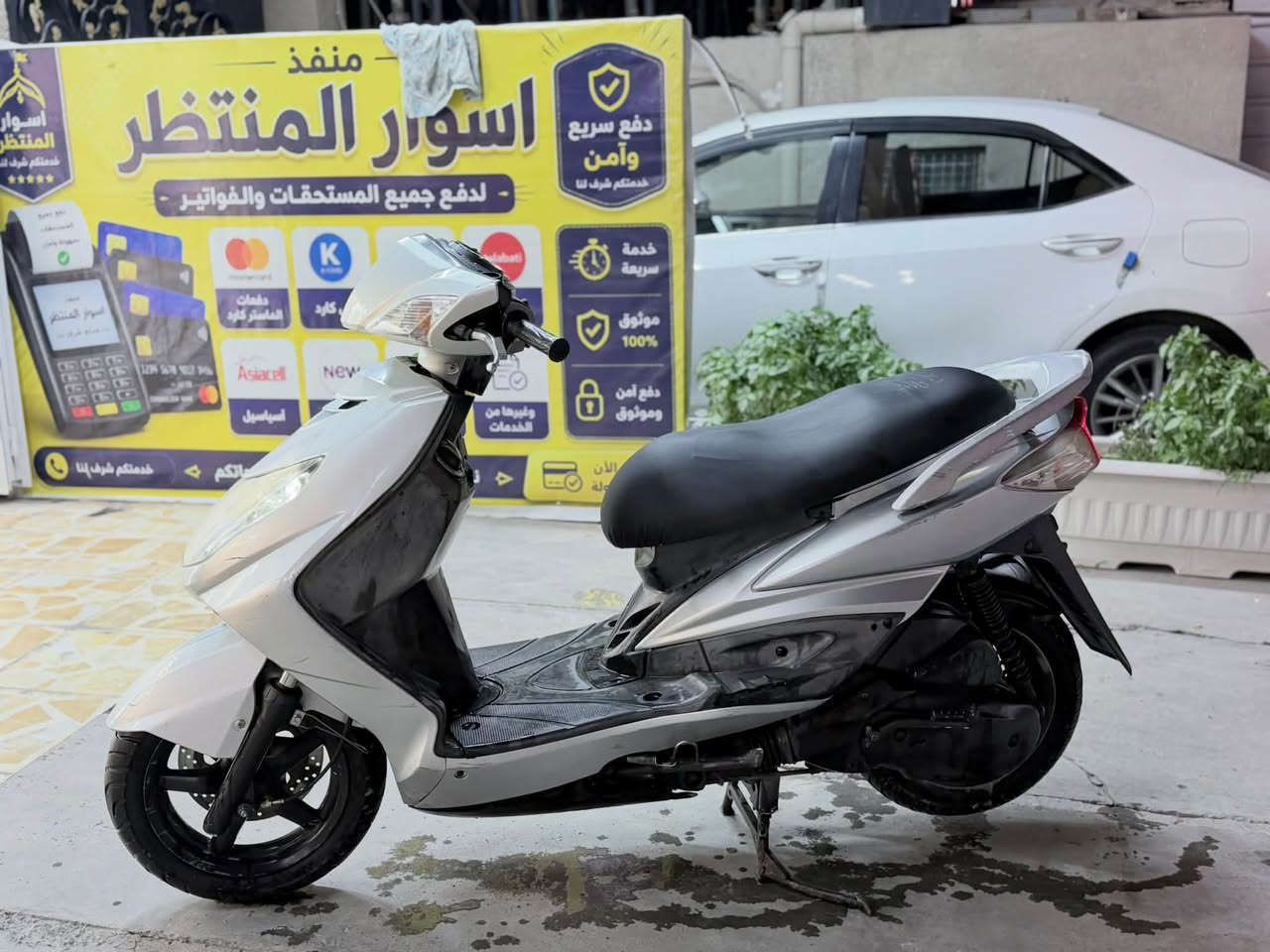 سكنس فحل • ياباني • مكفولة