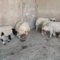 طليان ارباط • ملقحات • مفحوصات