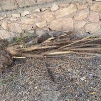 حطب • شجرة رمان • قص وشيل