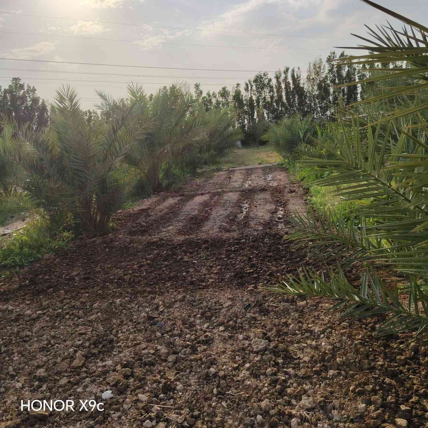 سلام عليكم  تلث دوانم لبيع طابو زراعي سند خمسه وعشرين لجبه ١٥٦ ونزال ٤٨ مكانهن ناحيت الوحده الخالصه بيه مي اساله ومي سكي وكهربا وتبليط لباب تبعد عن شارع العام ثنين كيلو سعر لدونم لواحد ٨٥ وبي مجال وهاذ رقمي ***********

نص مكتوب في الصور:
- HONOR X9c