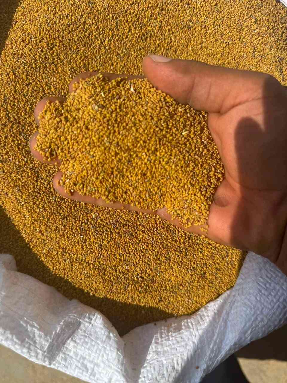 همدان العراقي • بغداد التاجي • ضمان ٧سنوات