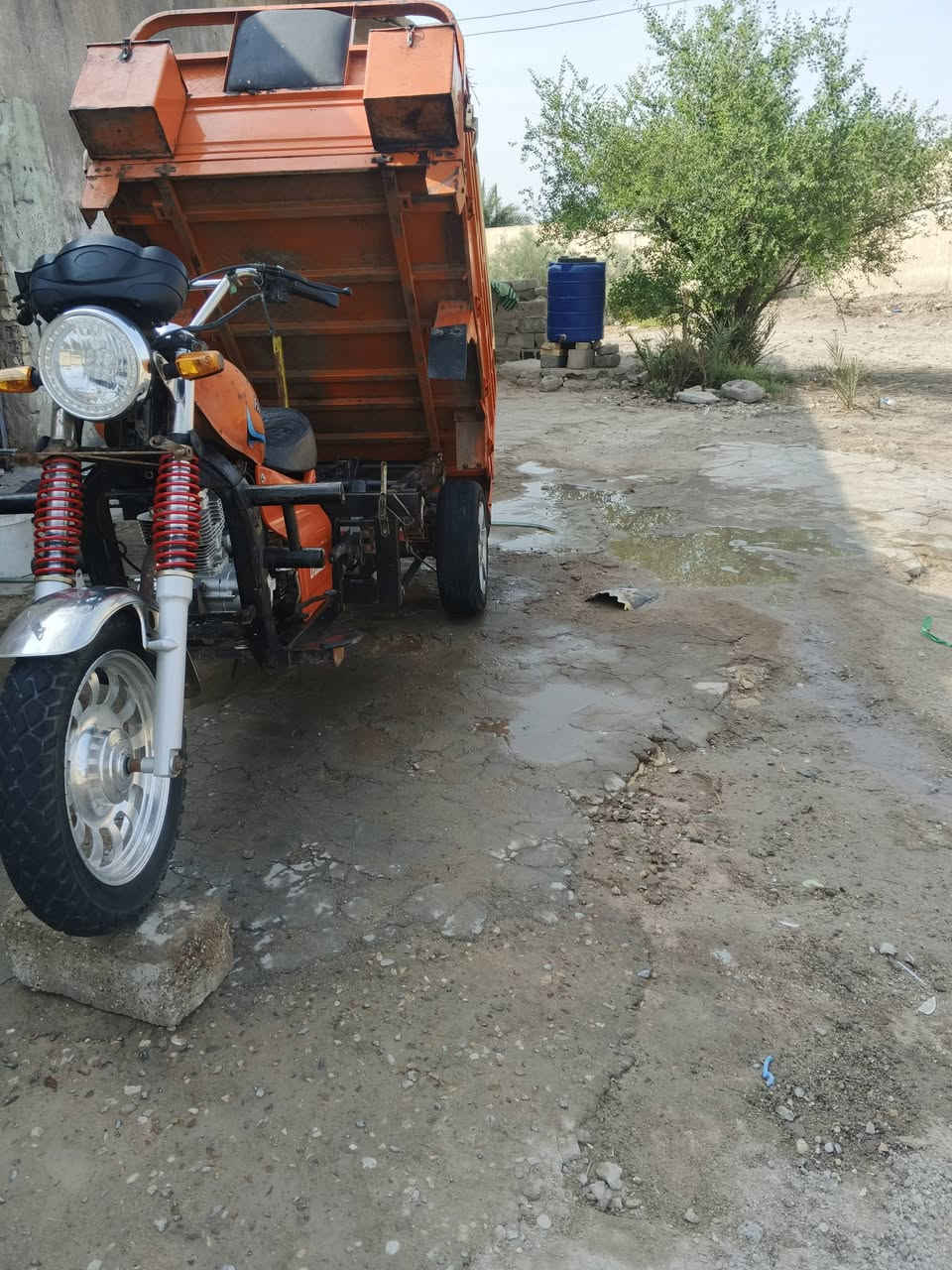 ستوته • فرس • أوراق أصلية