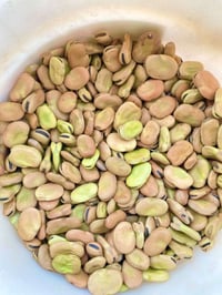 بذور باقلاء • بنت المغلف • نوعية فرنسية