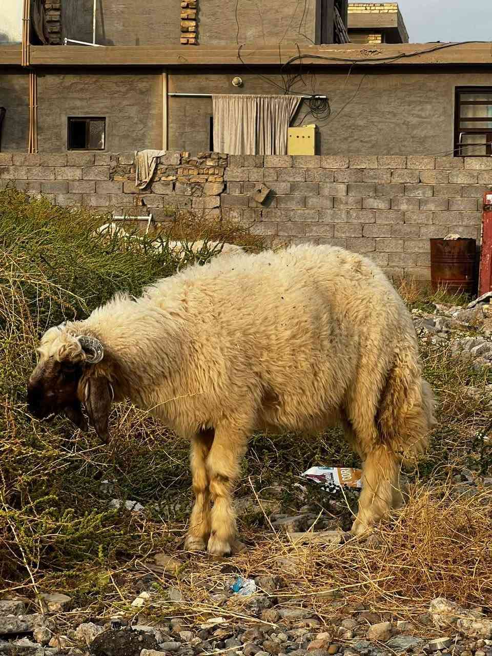 كريشيات • زوج • تاجي