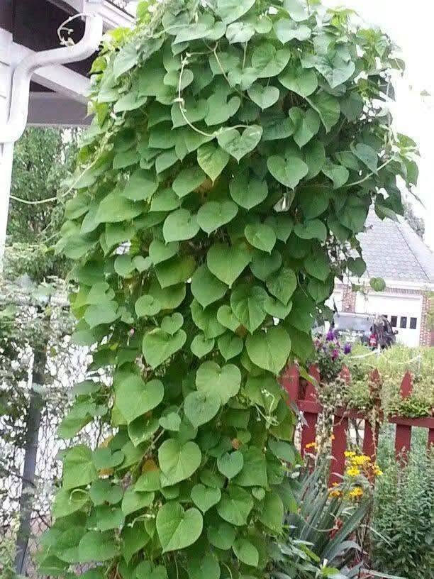 🌱 لكل محبٍّ للجمال والخُضرة، أهلاً بكم في عالمٍ تزداد فيه الحياة جمالاً بكل ورقةٍ خضراء 🌿✨
✨ متسلق القنقينة (اللبلاب) ✨
نبات متسلق جميل وسريع النمو، مناسب لتزيين الجدران والأسوار والحدائق ويضيف للمكان منظر أخضر طبيعي ومميز 💚
☀️ تحمل الحرارة: يتحمل أجواء الصيف وحرارة الشمس، ومع الري المنتظم يستمر بالنمو بشكل جيد.
🌱 التربة: يفضل التربة الخصبة وجيدة التصريف، مع المحافظة على رطوبتها خصوصاً خلال أيام الحر.
🍃 يتميز بأوراقه الخضراء ونموه المتسلق، ويمكن توجيه فروعه على الأسوار أو الدعامات حتى يغطي المكان بشكل جميل.
📏 الارتفاع: أكثر من متر
💰 السعر: 7,000 دينار فقط
🌿 للمهتمين بالزراعة وتجميل الحدائق، متوفر الآن وبسعر مناسب.
للحجز والاستفسار يرجى مراسله الصفحه او واتساب ***********
 العنوان بابل/ المحاويل 
يتوفر لدينا خدمه توصيل لجميع محافظات العراق 🚛
🌱 لكل محبٍّ للجمال والخُضرة، أهلاً بكم في عالمٍ تزداد فيه الحياة جمالاً بكل ورقةٍ خضراء 🌿✨

نص مكتوب في الصور:
- alyas
