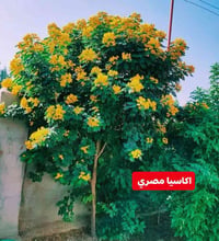 مشتل جوري • اشجار زينة • اكاسيا مصري