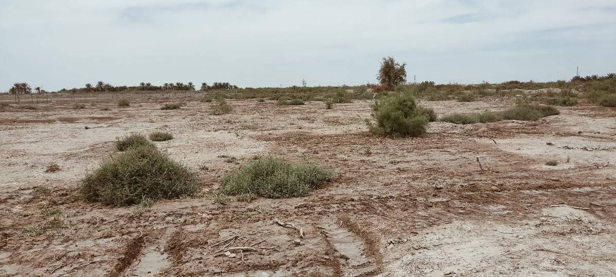 السلام عليكم.. ارض زراعية للبيع منطقة السورة.. الجلاع... المساحة 3 دونم عليها نهرين من اليمين واليسار شارع 6 متر ارض عاليه للزراعه للأستفسار ***********
