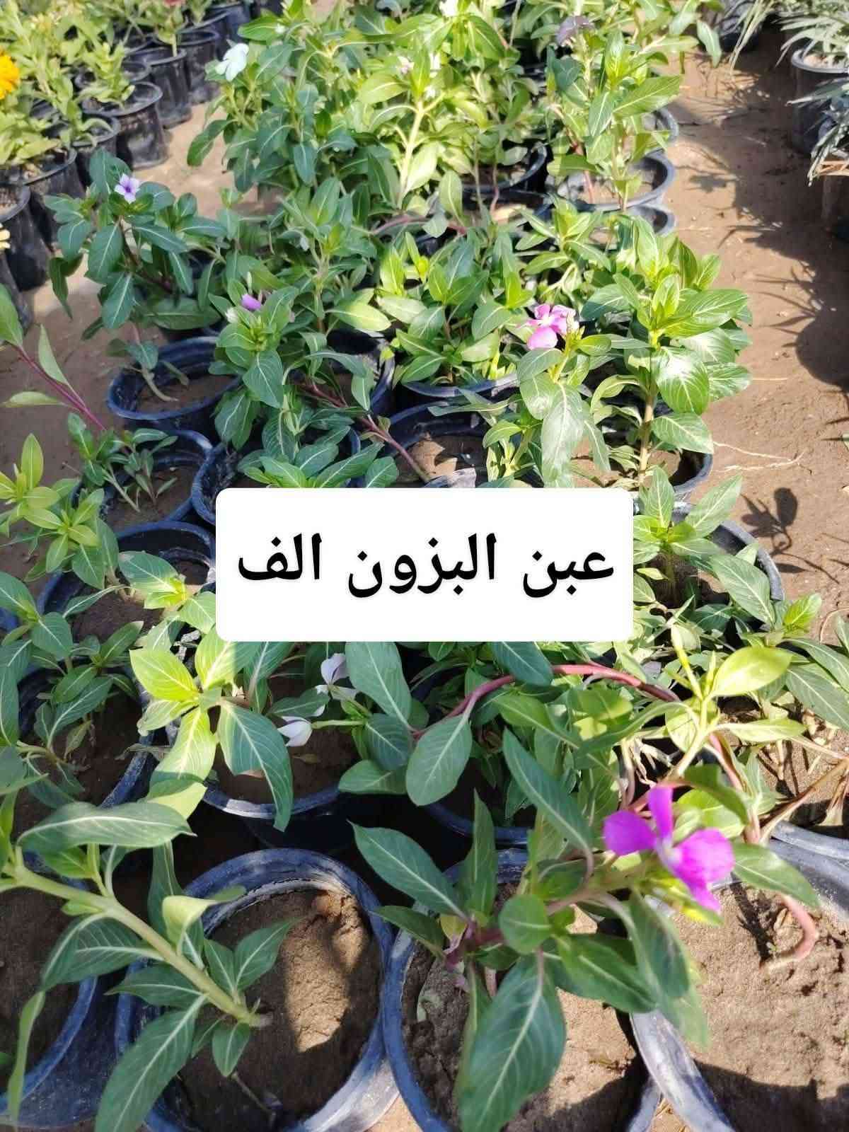 اللهم صلي على محمد وال محمد
🛑مشتل نعناعه الرفاعي الصوب الاول مجاور جسر المشاة بتجاه السايلو (ع شط)  مقابل مدرسة الرقيم الأهليه  ***********

نص مكتوب في الصور:
- دم العاشق الف
- ورد الصباح الف
- لبلاب احمر الف
- ياس تركي الف
- ورد المساء الف
- کاربس ارتفاع مترر
- بالف
- عبن البزون الف
- ورد الزينيا الف
- نبات السجاد الف