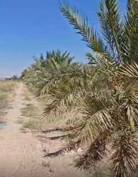 بستان • جديدة الشط • دونم ونص